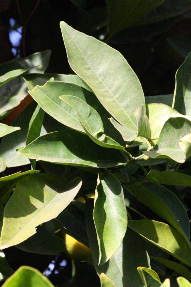            Sun leaves (Riverside, CA)   